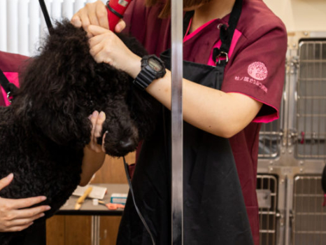 トリマー【犬のトリミング業務や顧客対応など】の画像