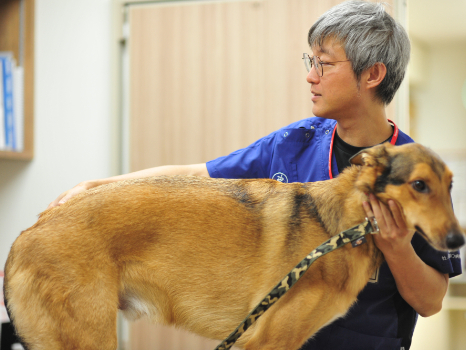 動物看護スタッフ(経験者)【獣医師の補助や入院動物の世話や管理】の画像