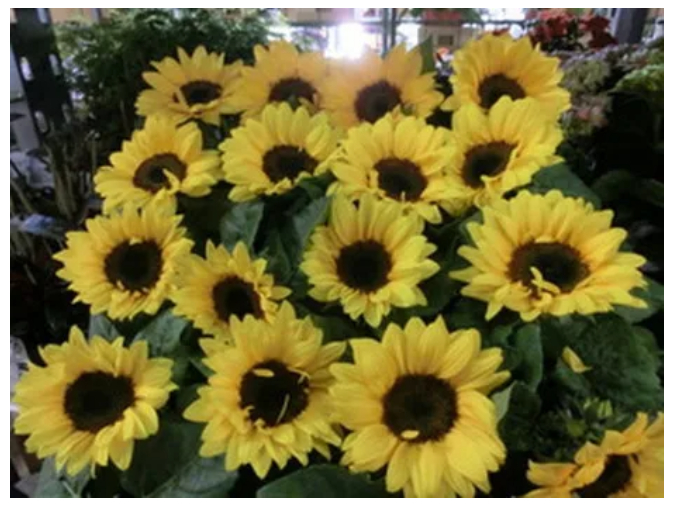 あなたにお願いしたいお仕事についての画像