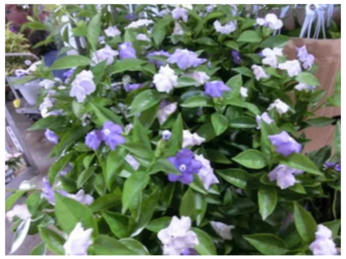 お花の仕分けスタッフの画像