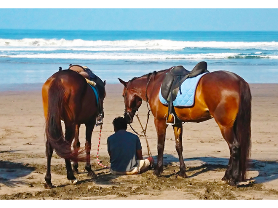 飼育スタッフ（与那国馬の健康管理や身の回りの世話など）の画像